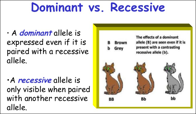 dominant vs. recessive